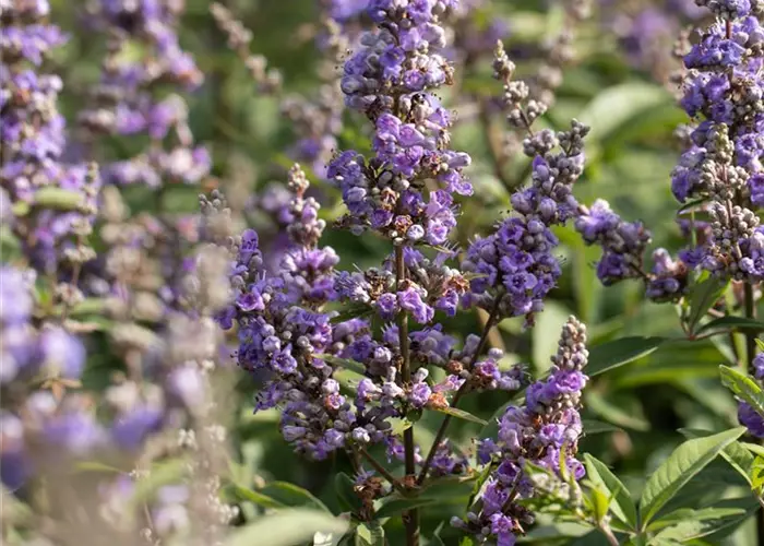 Vitex agnus-castus