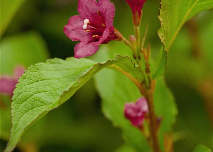 Weigela 'Bristol Ruby'