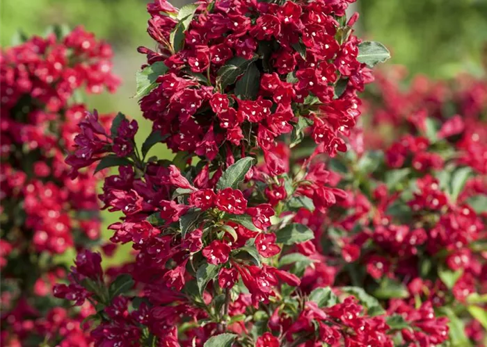 Weigela 'Eva Rathke'
