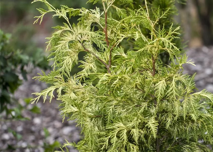 Thuja plicata 'Zebrina'