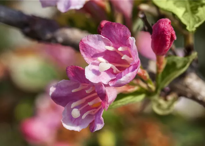 Weigela 'Styriaca'