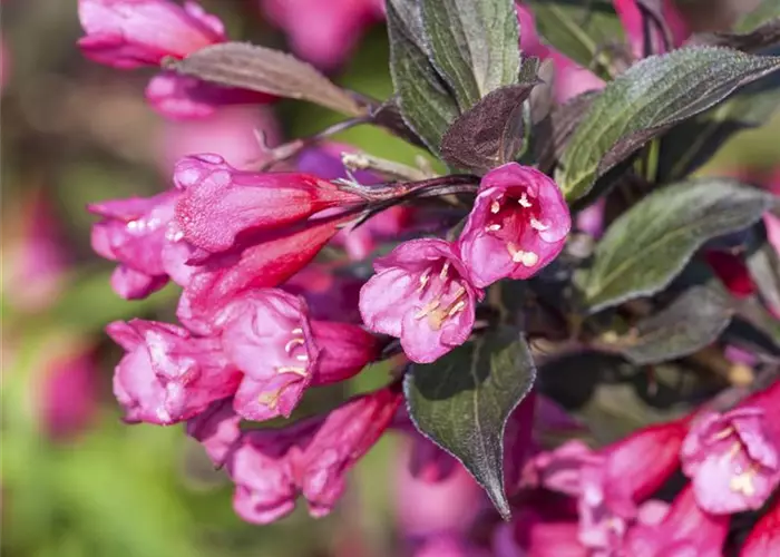 Weigela florida 'Victoria'