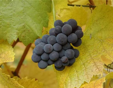 Vitis 'Muscat bleu' II