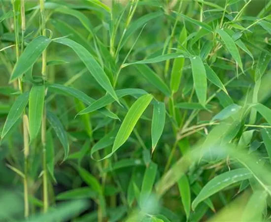 Krankheiten und Schädlinge an Bambus erkennen und vorbeugen