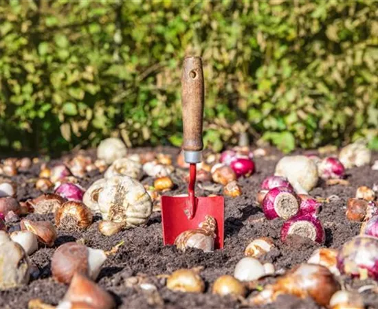 Krankheiten und Schädlinge an Blumenzwiebeln und -knollen erkennen