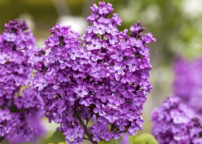 Syringa vulg.'Katharine Havemeyer'