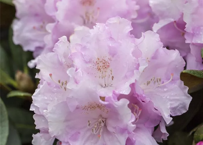Rhododendron yak.'Silberwolke' I