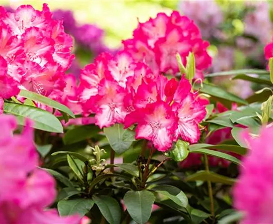 Krankheiten und Schädlinge an Rhododendren erkennen und vorbeugen