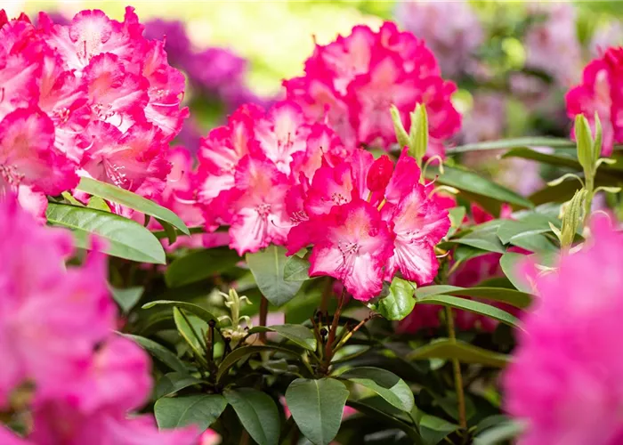 Rhododendron Hybr.'Dr. H.C. Dresselhuys' II