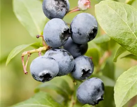 Vaccinium corymb. 'Goldtraube'