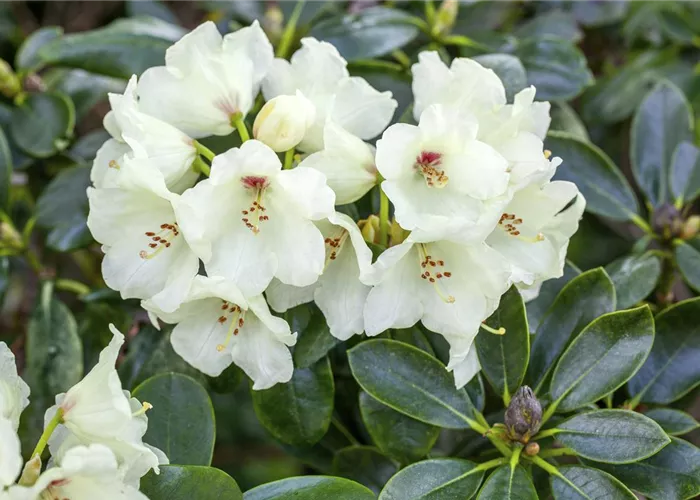 Rhododendron yak.'Flava' I