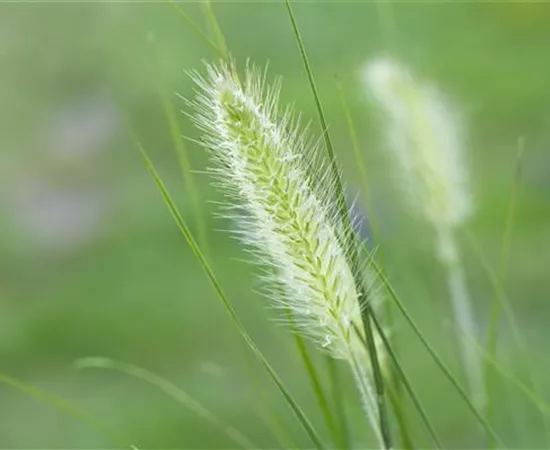 Krankheiten und Schädlinge bei Gräsern – Gibt’s das?