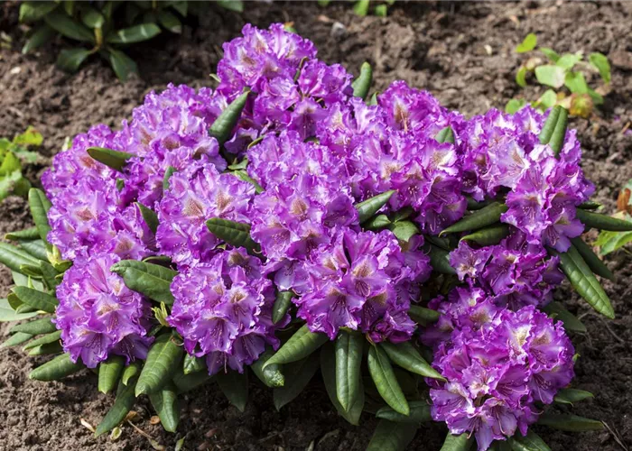 Rhododendron yak.'Bohlken's Lupinenbg.'-R- II