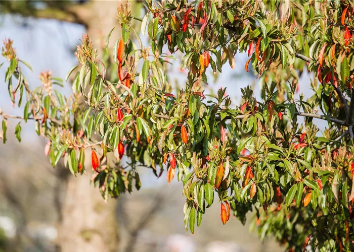 Stranvaesia davidiana