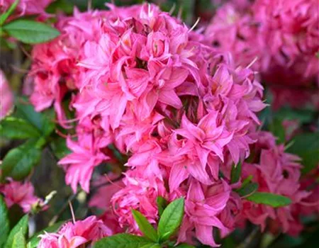 Rhododendron lut.'Homebush' II