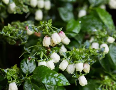 Vaccinium corymb. 'Brazelberry' -R- 'Jelly Bean