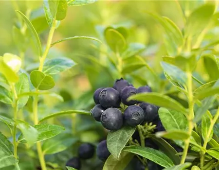 Vaccinium corymb. 'Brazelberry' -R- 'Berry Bux'