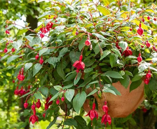 Krankheiten und Schädlinge bei mediterranen Pflanzen verhindern
