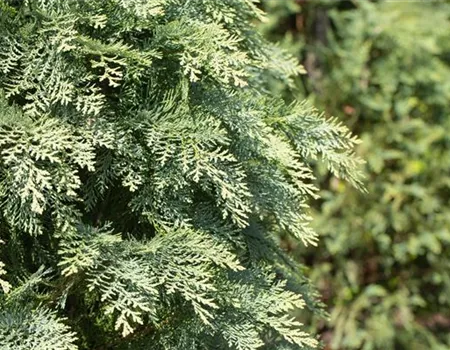 Chamaecyparis laws. 'Globosa'