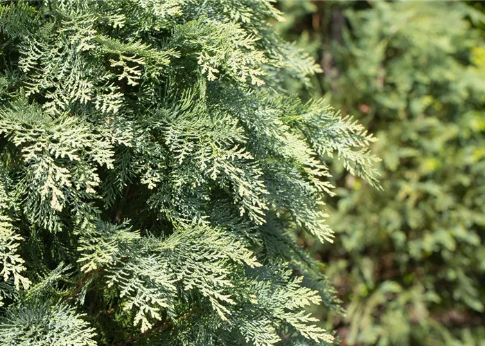 Chamaecyparis laws. 'Globosa'