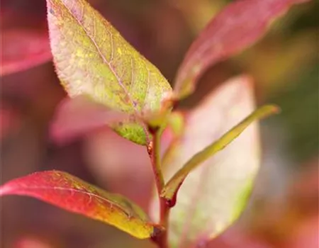Vaccinium corymb. 'Bluecrop'