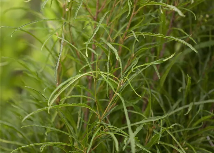 Rhamnus frangula 'Fine Line' -R-