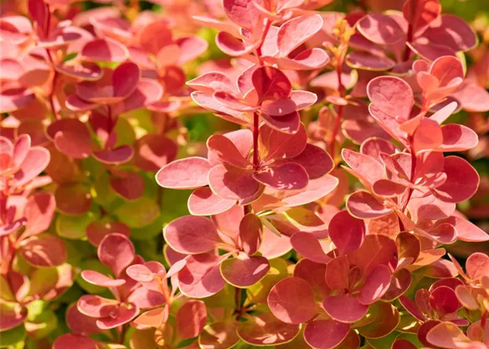 Berberis thunbergii 'Orange Ice' -R-