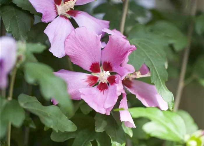 Hibiscus 'Woodbridge'