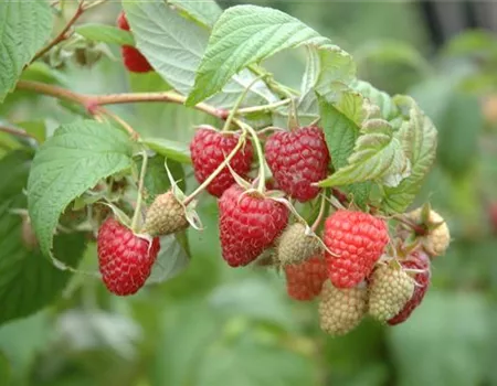 Rubus id. 'Summer Chief''