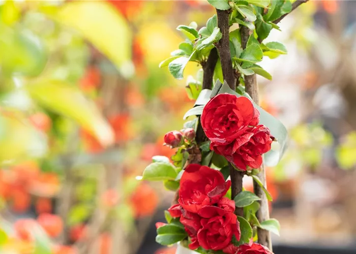 Chaenomeles spec. 'Scarlet Storm'
