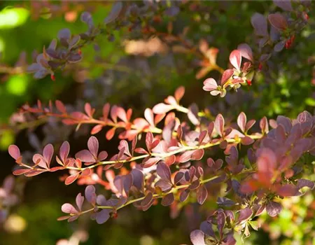 Berberis thunbergii 'Atropurpurea'