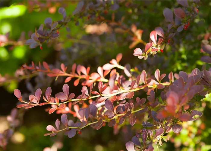Berberis thunbergii 'Atropurpurea'