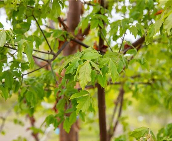 Laubgehölze kaufen und den Garten zum Leuchten bringen