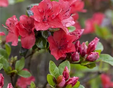 Rhododendron obt. 'Majas Rubin'