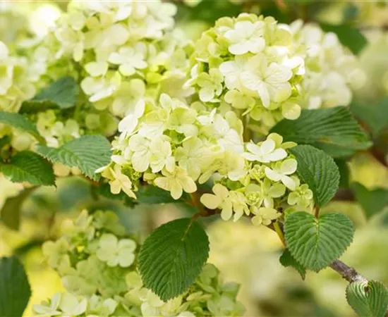 Laubgehölze pflegen – So bleibt der Garten schön