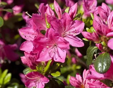 Rhododendron obt.'Kermesina' II