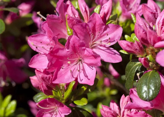 Rhododendron obt.'Kermesina' II