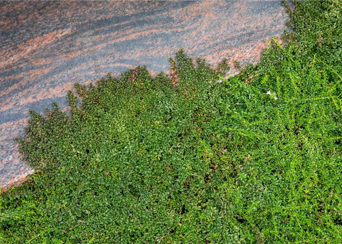 Cotoneaster micro. 'Thymifolius'