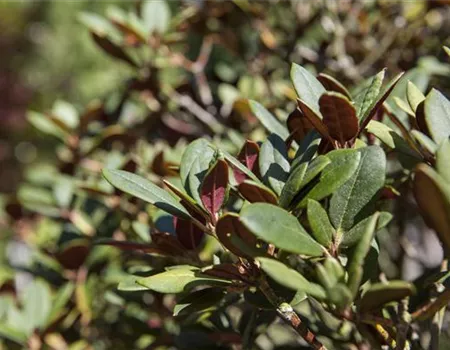 Rhododendron ner. 'Burletta'
