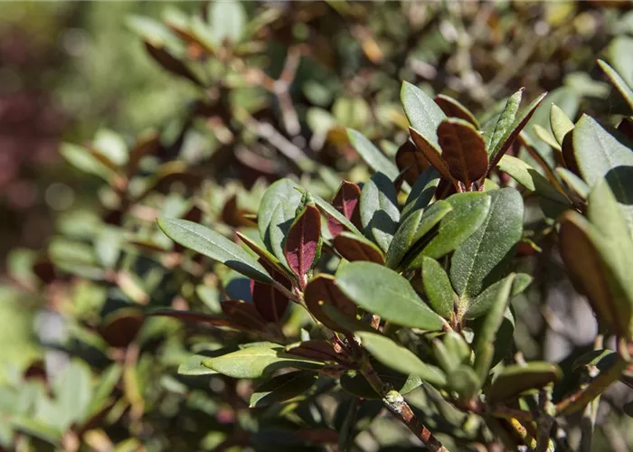 Rhododendron ner. 'Burletta'