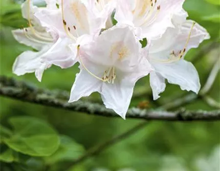 Rhododendron lut. 'Whitethroat' II