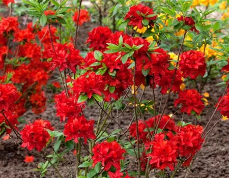 Rhododendron lut. 'Nabucco' II