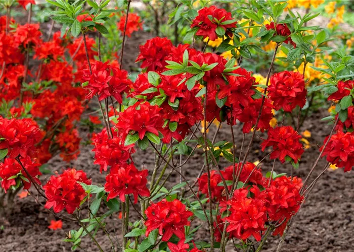 Rhododendron lut. 'Nabucco' II