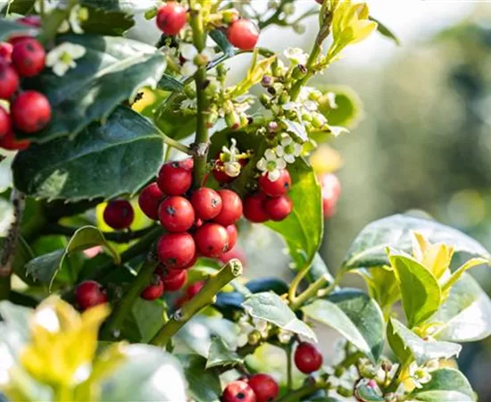 Laubgehölze zurückschneiden und in Form bringen