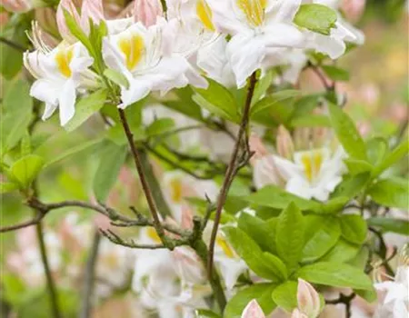 Rhododendron lut.'Persil' II