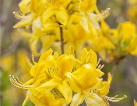 Rhododendron lut.'Golden Sunset' II