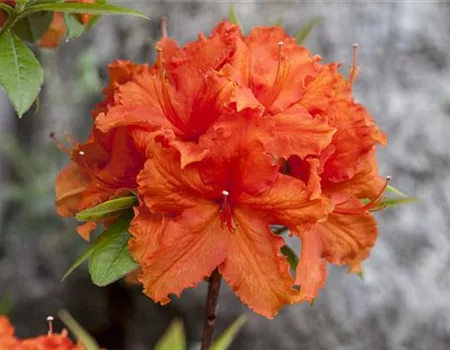 Rhododendron lut.'Golden Eagle' I