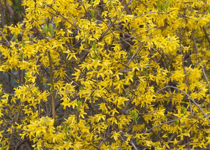 Forsythia 'Lynwood'