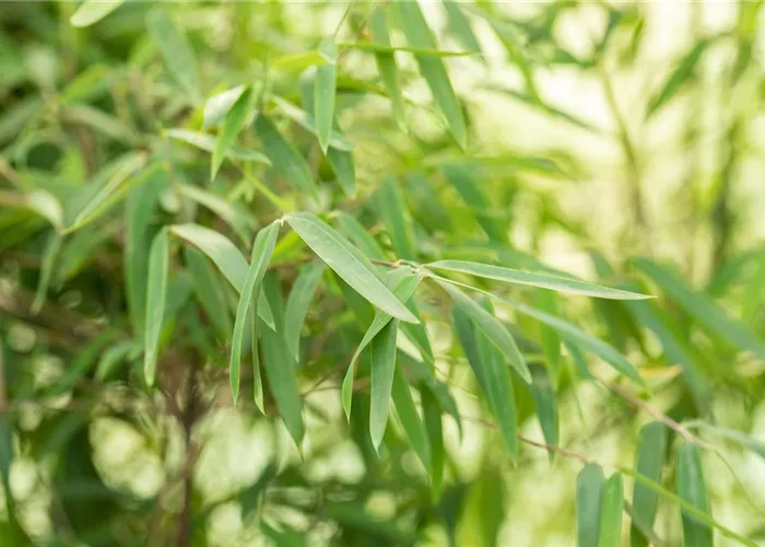 Fargesia nitida 'Jiuzhaigou' -R-
