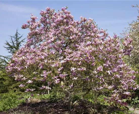 Magnolien als frühblühendes Highlight im Garten 